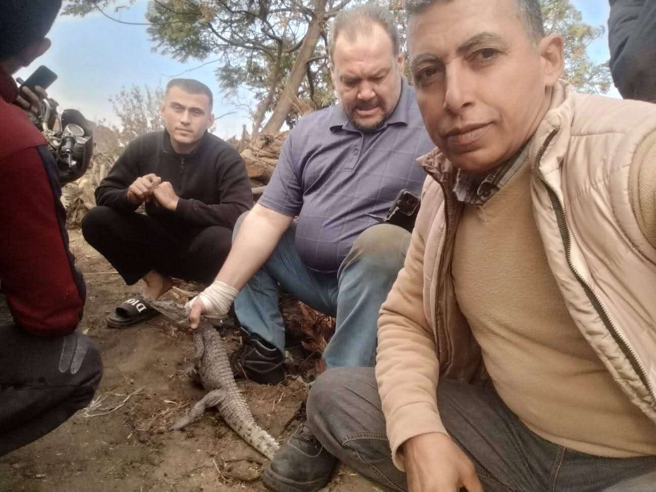 تمساح