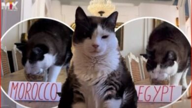 القط العراف