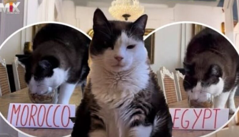 القط العراف